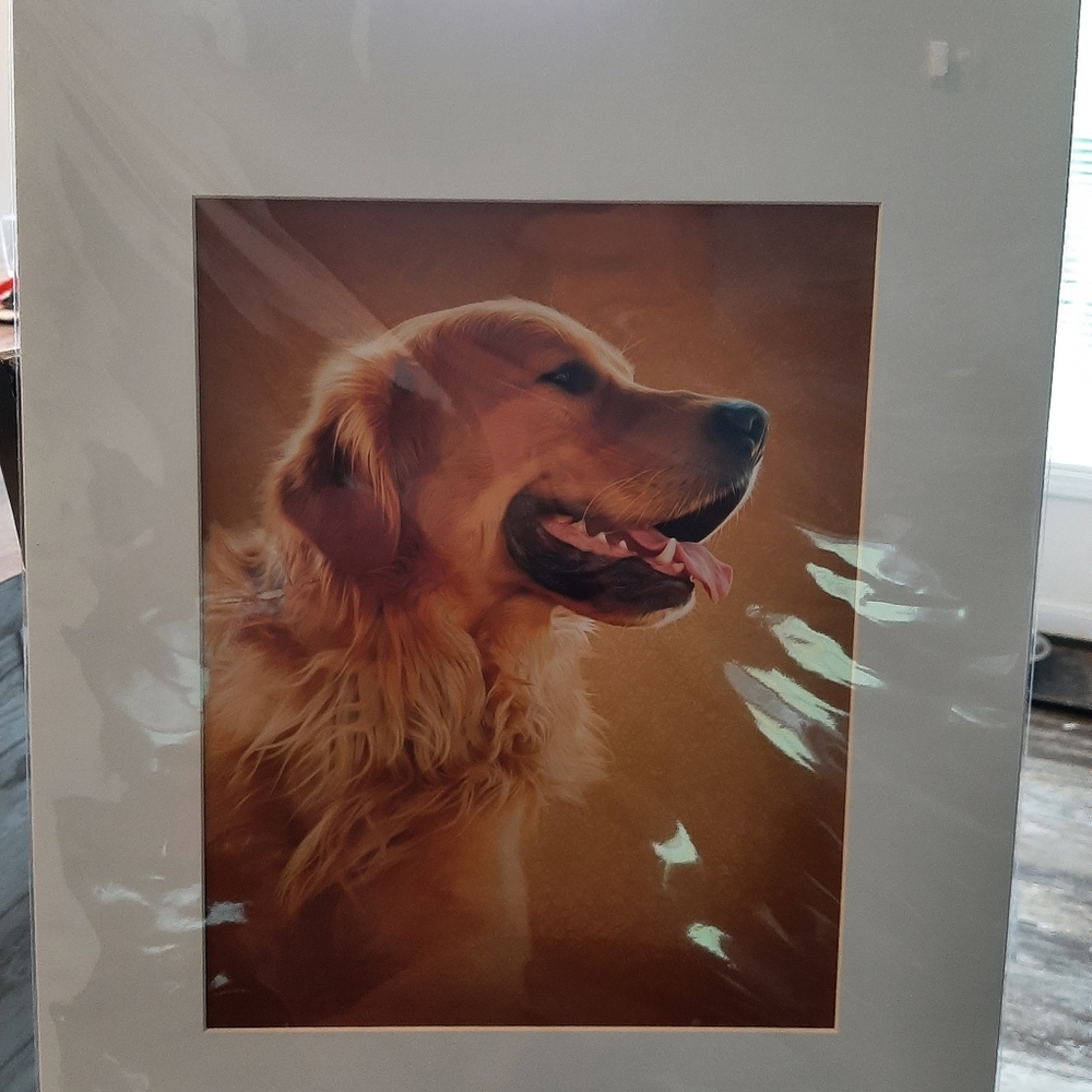 Golden Retriever Portrait